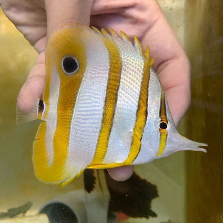 Copperband Butterflyfish