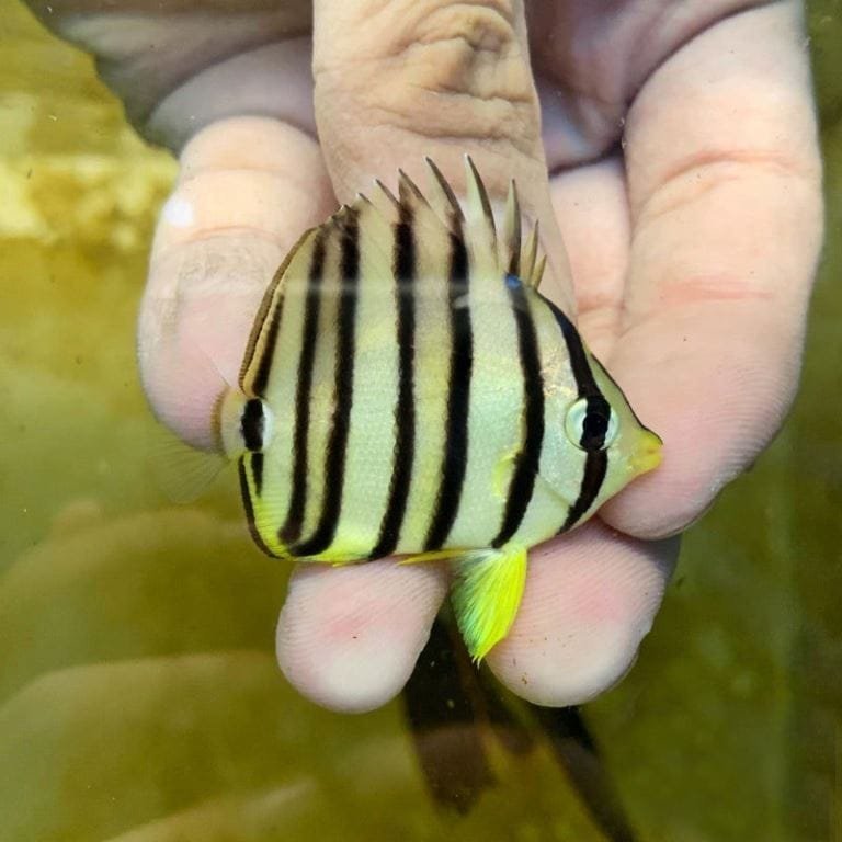 Eight Banded Butterflyfish