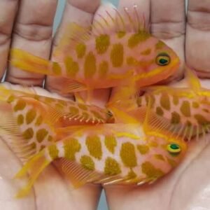 Blotched Anthias