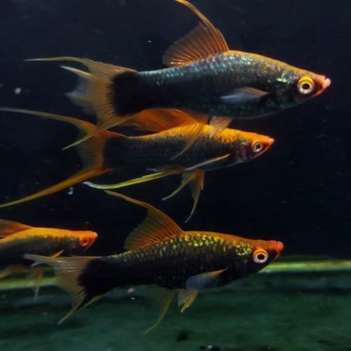 Red Hamburg Lyretail Red Hamburg Lyretail