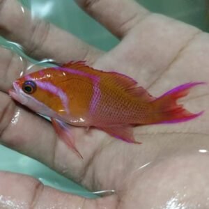 Pseudanthias Leucozonus