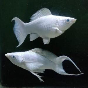 プラチナブルーアイ リテールモリー