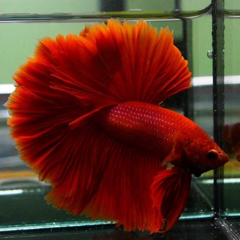Red Halfmoon Rosetail Betta Red Halfmoon Rosetail Betta