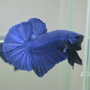 Blue Giant Plakat Betta