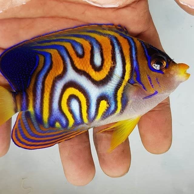 Aberrant Regal Angelfish Aberrant Regal Angelfish