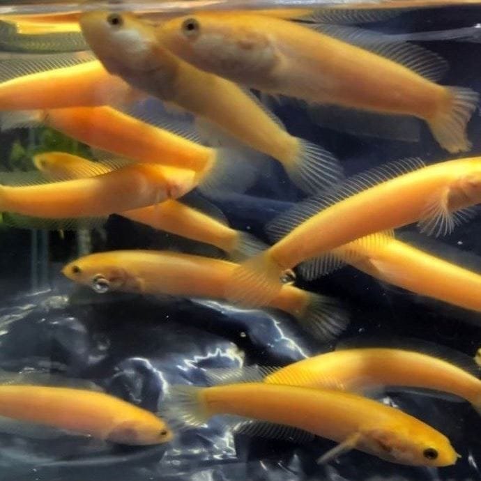 Golden Channa Limbata Golden Channa Limbata