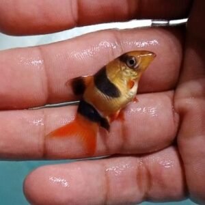 Short Body Clown Loach