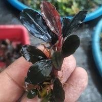 Bucephalandra Penelope