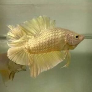 Gold Plakat Double Tail Betta