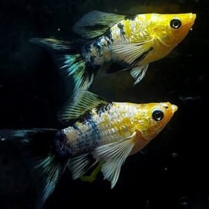 Golden Head Leopard Veiltail Molly