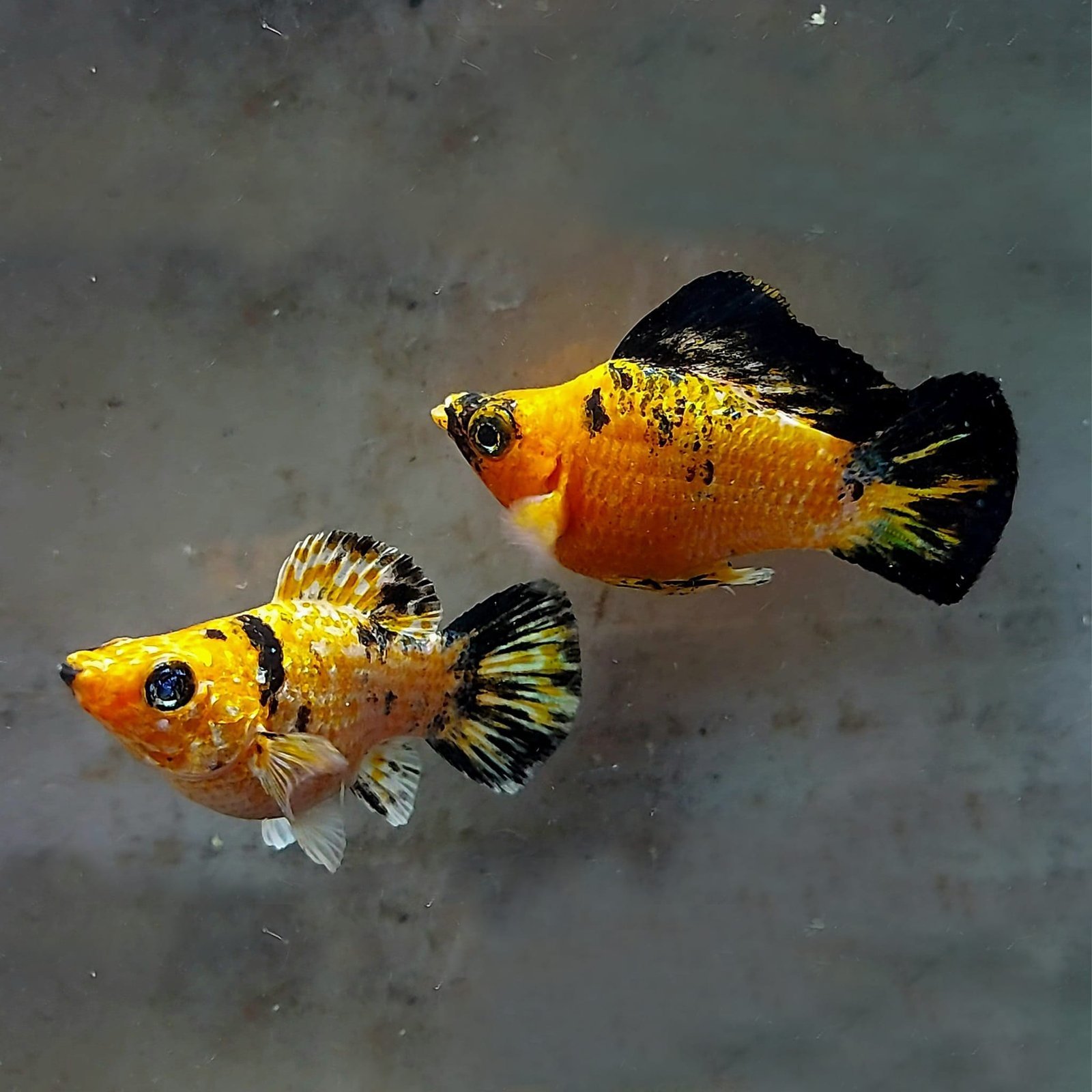 Golden Leopard Balloon Molly