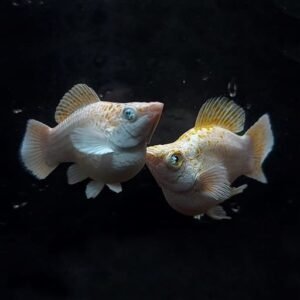 Gold Spotted Balloon Molly