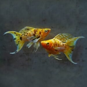 Golden Leopard Lyretail Molly