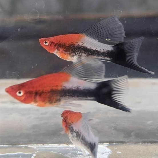 Tuxedo Kohaku Wag Hifin Swordtail
