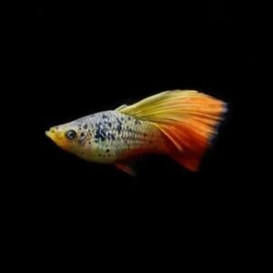 Malibu Sunset Hifin Platy