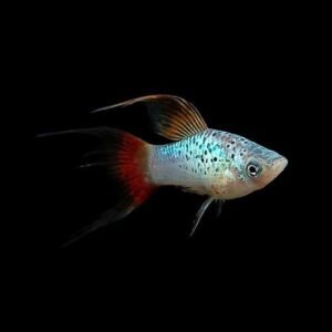 Malibu Sunset Lyretail Platy