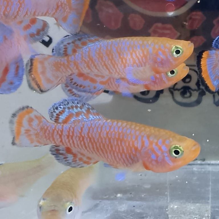 Nothobranchius Rachovii