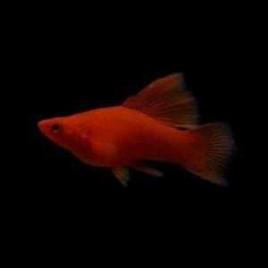 Ruby Red Hifin Platy