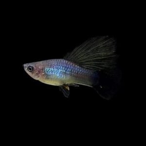 Blue Neon Wag Hifin Platy
