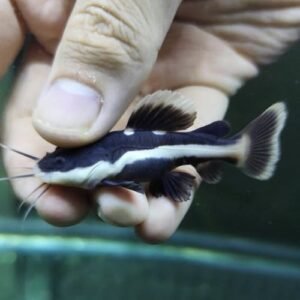 Short Body Red Tailed Catfish