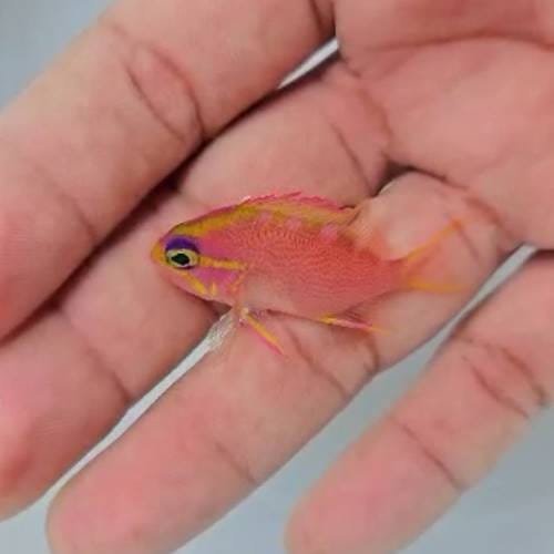 Odontanthias Chrysostictus Odontanthias Chrysostictus