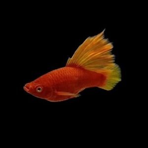 Red Coral Hifin Platy