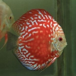 Красная раффлезия Дискус