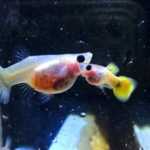 Yellow Glass Belly Balloon