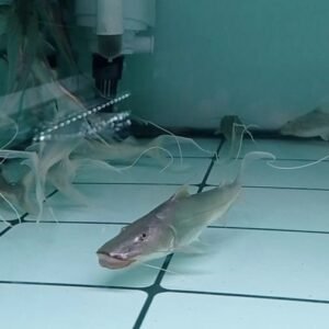 Brachyplatystoma Rousseauxii