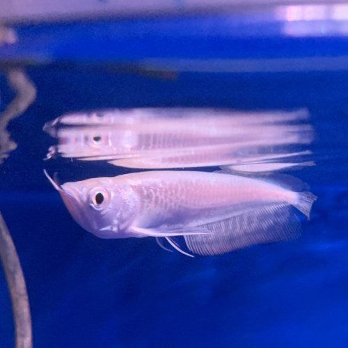 Platinum Jardini Arowana Platinum Jardini Arowana