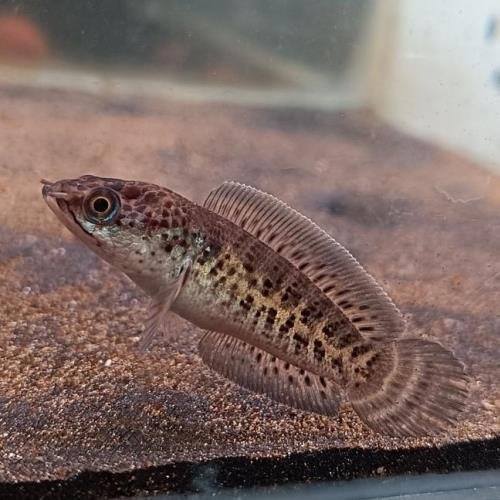 Short Body Channa Aurantimaculata