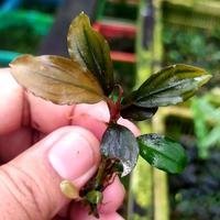 Bucephalandra Nanga Pinoh