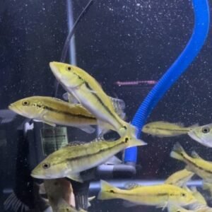 Intermedia Peacock Bass