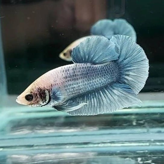 Grizzle Halfmoon Plakat Betta Grizzle Halfmoon Plakat Betta