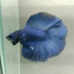 Steel Blue Halfmoon Double Tail Betta