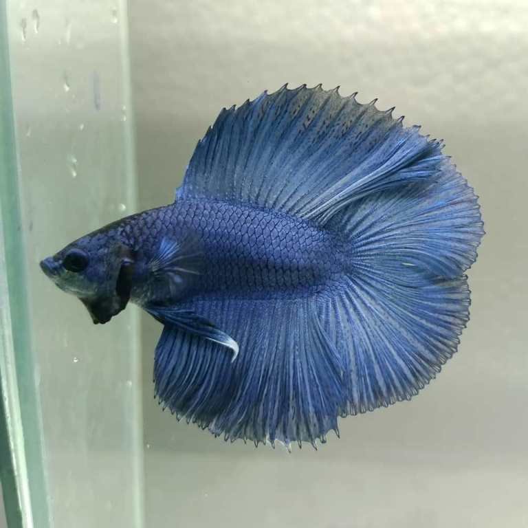 Steel Blue Halfmoon Double Tail Betta