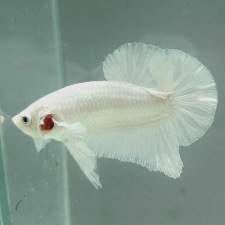 Platinum Giant Plakat Betta Platinum Giant Plakat Betta