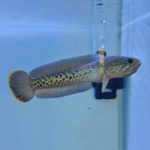 バルサ・スネークヘッド