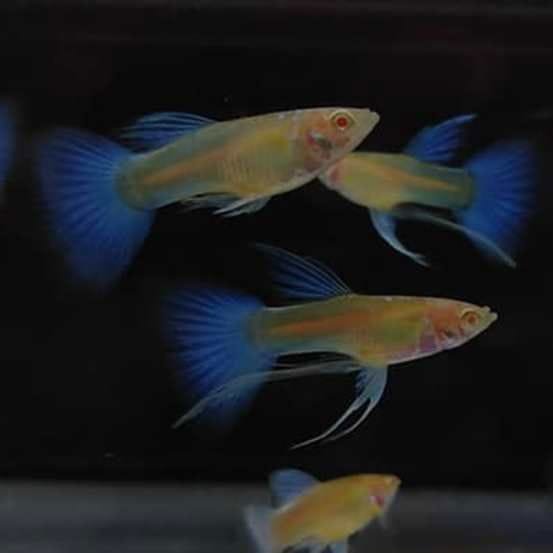 Albino Blue Sky Ribbon Guppy