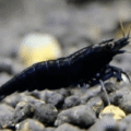 Black Coco Shrimp