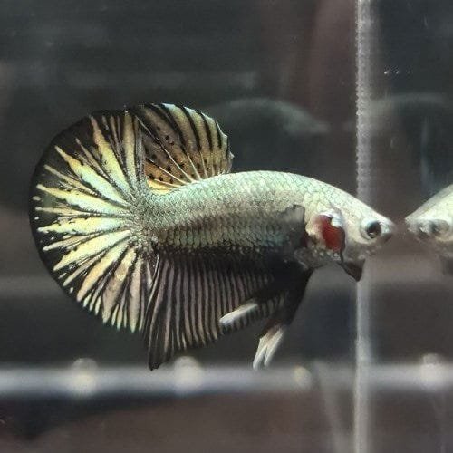 Black Copper Halfmoon Plakat Betta