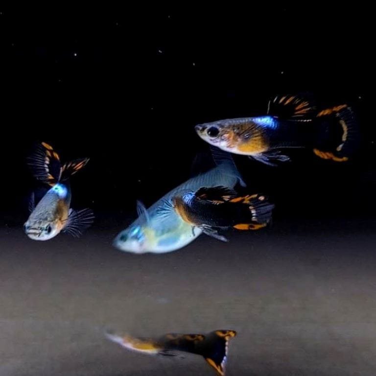 Black_Flame_Endler_-_fishbuff_-_Black_Flame_Endler_Guppy-1373236.jpg