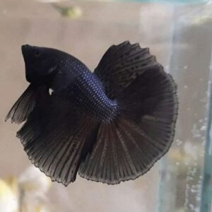 Black Melano Halfmoon Betta