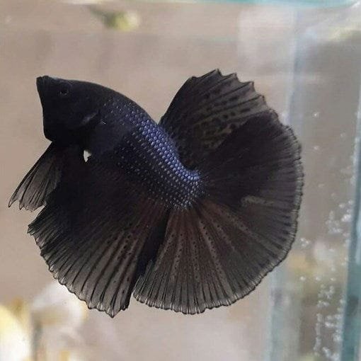 Black Melano Halfmoon Betta Black Melano Halfmoon Betta