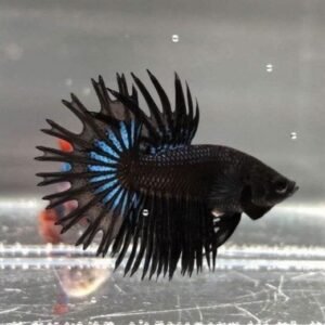 Black Orchid Crowntail Betta