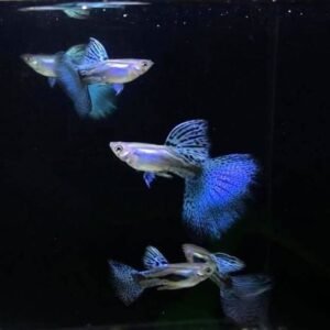 Guppy Hierba Azul