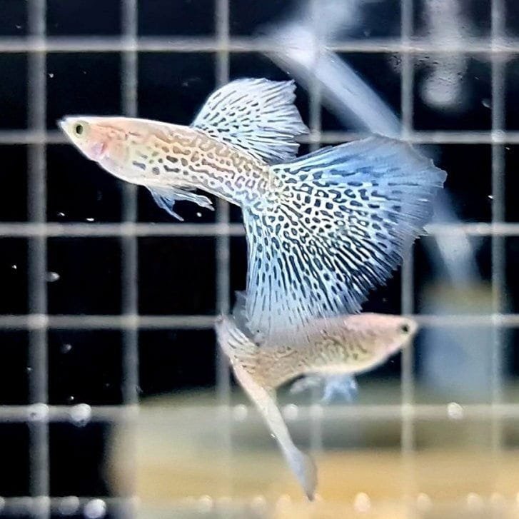 Blue Lace Guppy Blue Lace Guppy