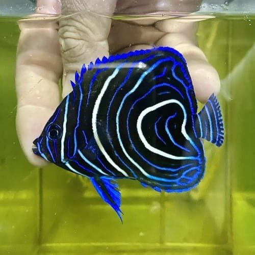 Pomacanthus Semicirculatus juv. Pomacanthus Semicirculatus juv.