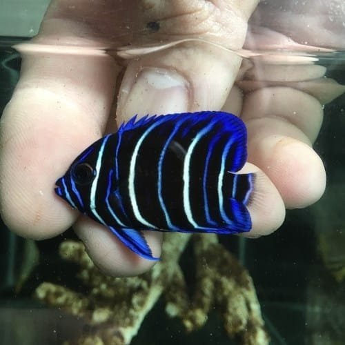 Pomacanthus Xanthometopon juv.