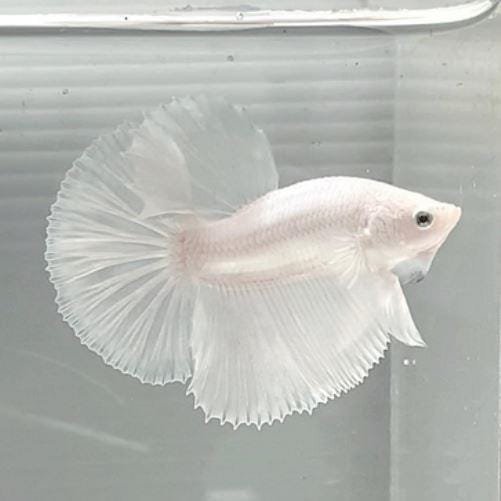 Platinum Halfmoon Betta